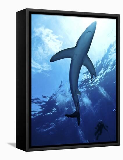 Blue Shark (Prionace Glauca) in the Azores, Portugal, Atlantic, Europe-Mark Harding-Framed Premier Image Canvas