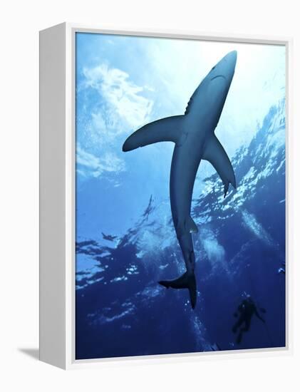 Blue Shark (Prionace Glauca) in the Azores, Portugal, Atlantic, Europe-Mark Harding-Framed Premier Image Canvas