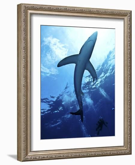 Blue Shark (Prionace Glauca) in the Azores, Portugal, Atlantic, Europe-Mark Harding-Framed Photographic Print