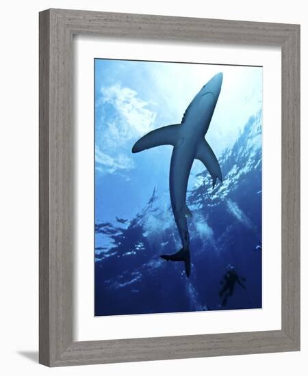 Blue Shark (Prionace Glauca) in the Azores, Portugal, Atlantic, Europe-Mark Harding-Framed Photographic Print