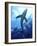 Blue Shark (Prionace Glauca) in the Azores, Portugal, Atlantic, Europe-Mark Harding-Framed Photographic Print