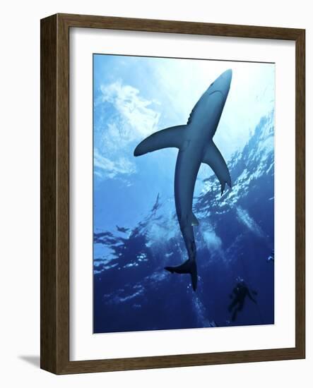 Blue Shark (Prionace Glauca) in the Azores, Portugal, Atlantic, Europe-Mark Harding-Framed Photographic Print