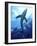 Blue Shark (Prionace Glauca) in the Azores, Portugal, Atlantic, Europe-Mark Harding-Framed Photographic Print