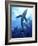 Blue Shark (Prionace Glauca) in the Azores, Portugal, Atlantic, Europe-Mark Harding-Framed Photographic Print