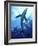 Blue Shark (Prionace Glauca) in the Azores, Portugal, Atlantic, Europe-Mark Harding-Framed Photographic Print