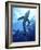 Blue Shark (Prionace Glauca) in the Azores, Portugal, Atlantic, Europe-Mark Harding-Framed Photographic Print