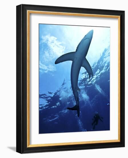 Blue Shark (Prionace Glauca) in the Azores, Portugal, Atlantic, Europe-Mark Harding-Framed Photographic Print