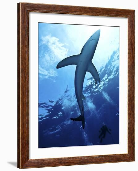 Blue Shark (Prionace Glauca) in the Azores, Portugal, Atlantic, Europe-Mark Harding-Framed Photographic Print