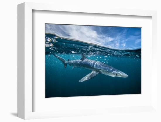 Blue shark (Prionace glauca) off Halifax, Nova Scotia, Canada. July.-Nick Hawkins-Framed Photographic Print