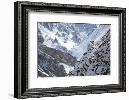 Blue Sheep (Pseudois Nayaur) Hemis National Park, Jammu and Kashmir, India-Wim van den Heever-Framed Photographic Print