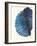 Blue Shell III-Lanie Loreth-Framed Art Print