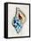 Blue Shell Series II-Aimee Wilson-Framed Stretched Canvas
