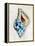 Blue Shell Series II-Aimee Wilson-Framed Stretched Canvas