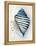 Blue Shell Series III-Aimee Wilson-Framed Stretched Canvas