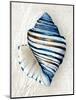 Blue Shell Series III-Aimee Wilson-Mounted Art Print