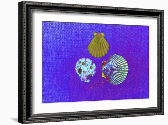 Blue Shells-Tom Kelly-Framed Giclee Print