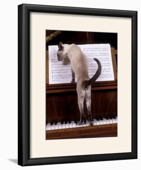 Blue Siamese Standing on Piano 'Reading' Music-null-Framed Photographic Print