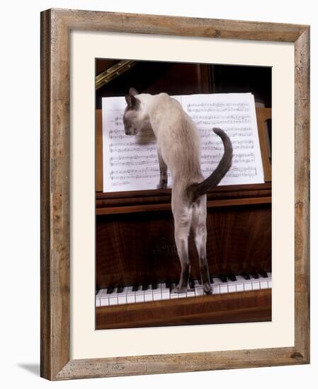 Blue Siamese Standing on Piano 'Reading' Music-null-Framed Photographic Print