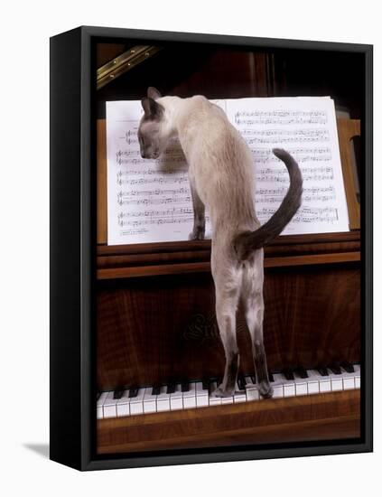 Blue Siamese Standing on Piano 'Reading' Music-null-Framed Premier Image Canvas