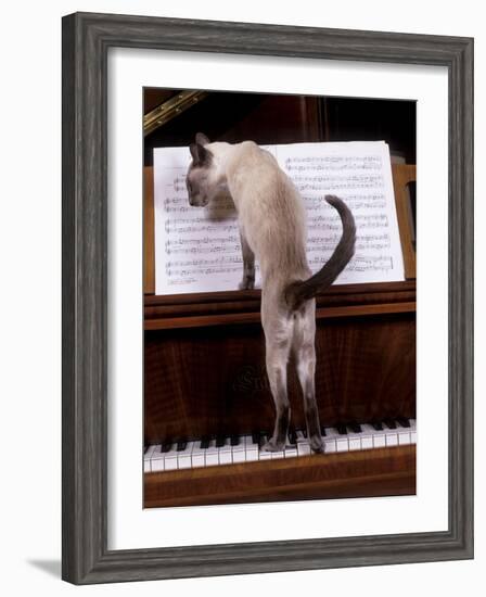 Blue Siamese Standing on Piano 'Reading' Music-null-Framed Photographic Print