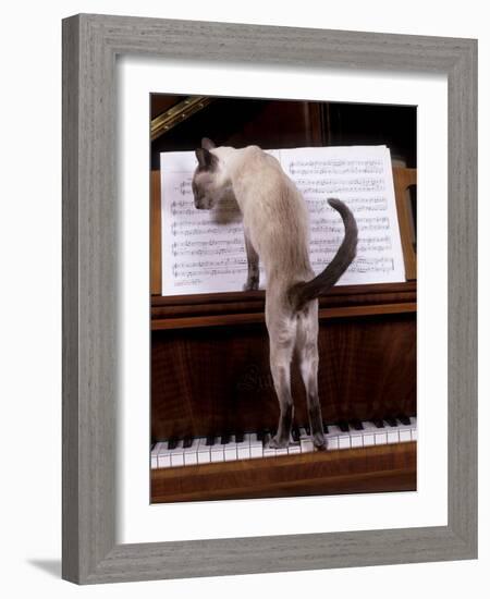 Blue Siamese Standing on Piano 'Reading' Music-null-Framed Photographic Print