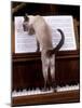 Blue Siamese Standing on Piano 'Reading' Music-null-Mounted Photographic Print