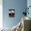 Blue Siamese Standing on Piano 'Reading' Music-null-Mounted Photographic Print displayed on a wall