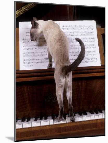 Blue Siamese Standing on Piano 'Reading' Music-null-Mounted Photographic Print