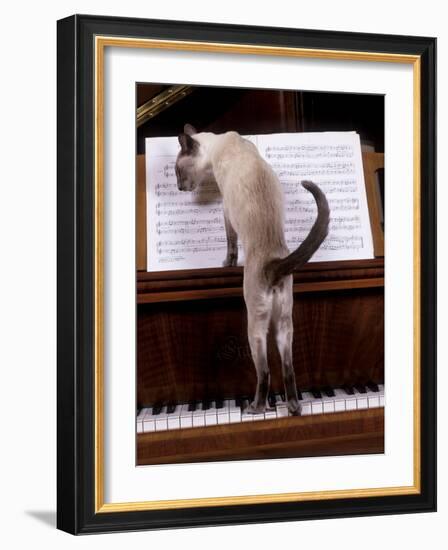 Blue Siamese Standing on Piano 'Reading' Music-null-Framed Photographic Print