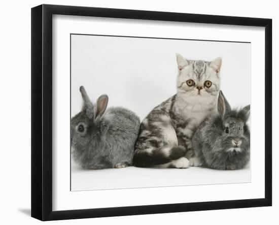 Blue-Silver Exotic Shorthair Kitten with Baby Silver Lionhead Rabbits-Jane Burton-Framed Photographic Print