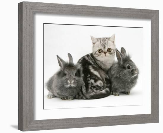 Blue-Silver Exotic Shorthair Kitten with Baby Silver Lionhead Rabbits-Jane Burton-Framed Photographic Print