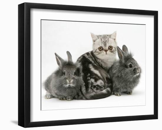 Blue-Silver Exotic Shorthair Kitten with Baby Silver Lionhead Rabbits-Jane Burton-Framed Photographic Print