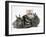 Blue-Silver Exotic Shorthair Kitten with Baby Silver Lionhead Rabbits-Jane Burton-Framed Photographic Print