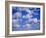 Blue Sky and Puffy White Clouds-Fraser Hall-Framed Photographic Print