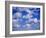 Blue Sky and Puffy White Clouds-Fraser Hall-Framed Photographic Print