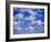 Blue Sky and Puffy White Clouds-Fraser Hall-Framed Photographic Print