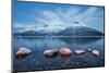 Blue Sky at Dusk and Snowy Peaks are Reflected in the Frozen Sea, Troms-Roberto Moiola-Mounted Photographic Print