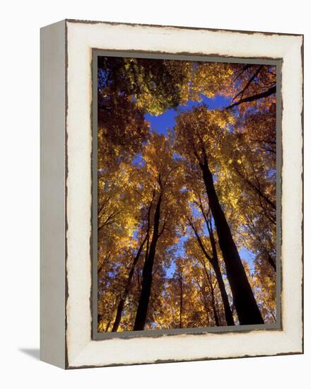 Blue Sky Through Sugar Maple Trees in Autumn Colors, Upper Peninsula, Michigan, USA-Mark Carlson-Framed Premier Image Canvas