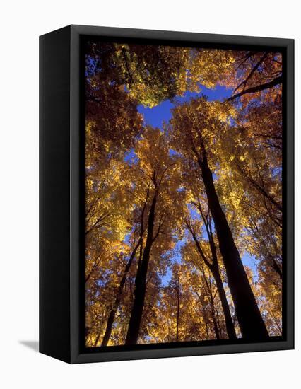 Blue Sky Through Sugar Maple Trees in Autumn Colors, Upper Peninsula, Michigan, USA-Mark Carlson-Framed Premier Image Canvas