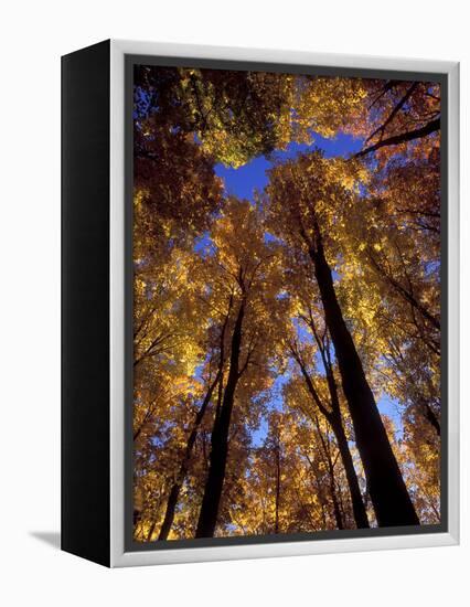 Blue Sky Through Sugar Maple Trees in Autumn Colors, Upper Peninsula, Michigan, USA-Mark Carlson-Framed Premier Image Canvas