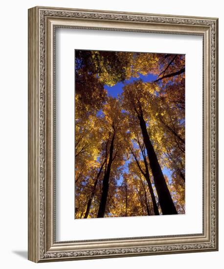 Blue Sky Through Sugar Maple Trees in Autumn Colors, Upper Peninsula, Michigan, USA-Mark Carlson-Framed Photographic Print