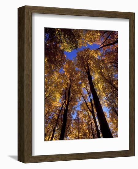 Blue Sky Through Sugar Maple Trees in Autumn Colors, Upper Peninsula, Michigan, USA-Mark Carlson-Framed Photographic Print