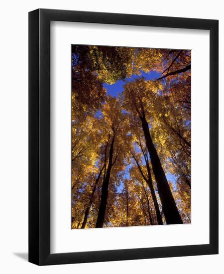 Blue Sky Through Sugar Maple Trees in Autumn Colors, Upper Peninsula, Michigan, USA-Mark Carlson-Framed Photographic Print