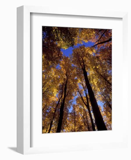 Blue Sky Through Sugar Maple Trees in Autumn Colors, Upper Peninsula, Michigan, USA-Mark Carlson-Framed Photographic Print