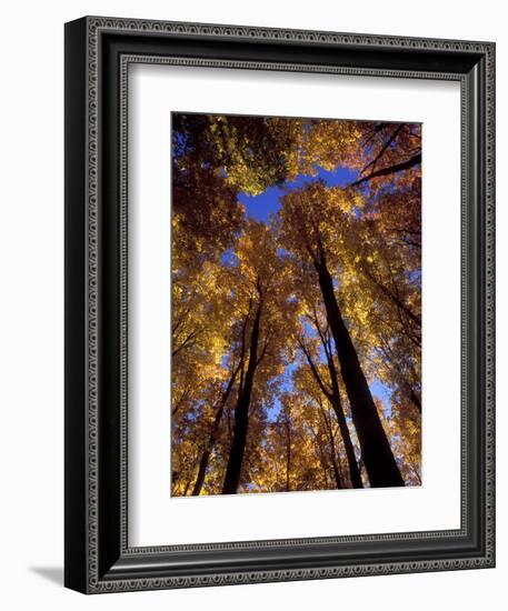 Blue Sky Through Sugar Maple Trees in Autumn Colors, Upper Peninsula, Michigan, USA-Mark Carlson-Framed Photographic Print