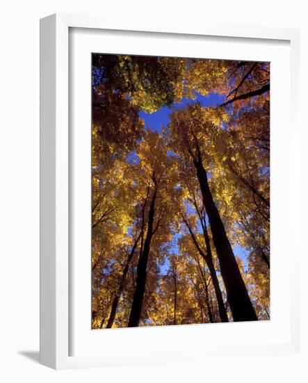 Blue Sky Through Sugar Maple Trees in Autumn Colors, Upper Peninsula, Michigan, USA-Mark Carlson-Framed Photographic Print