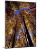 Blue Sky Through Sugar Maple Trees in Autumn Colors, Upper Peninsula, Michigan, USA-Mark Carlson-Mounted Photographic Print