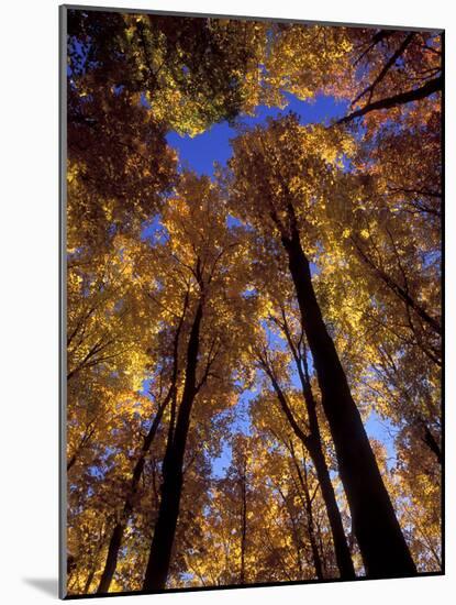 Blue Sky Through Sugar Maple Trees in Autumn Colors, Upper Peninsula, Michigan, USA-Mark Carlson-Mounted Photographic Print