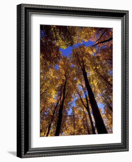 Blue Sky Through Sugar Maple Trees in Autumn Colors, Upper Peninsula, Michigan, USA-Mark Carlson-Framed Photographic Print