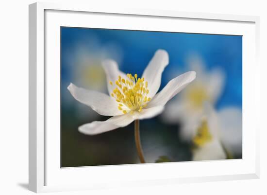 Blue Sky-Heidi Westum-Framed Photographic Print